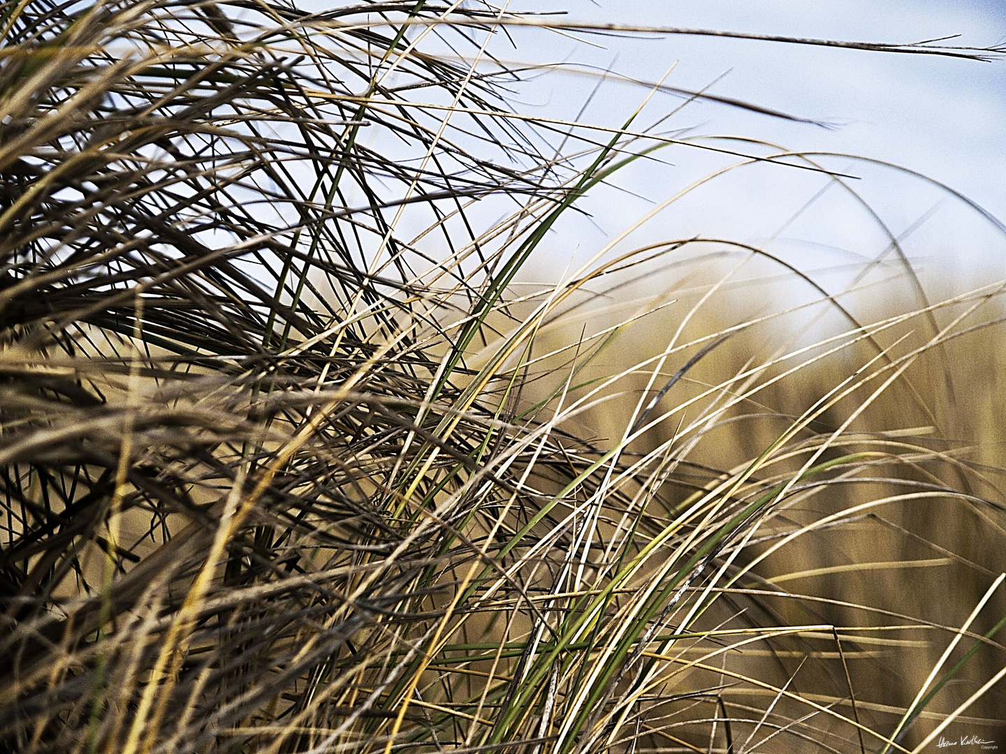 Schilf am Strand von Norderney