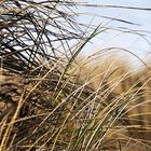 Schilf am Strand von Norderney