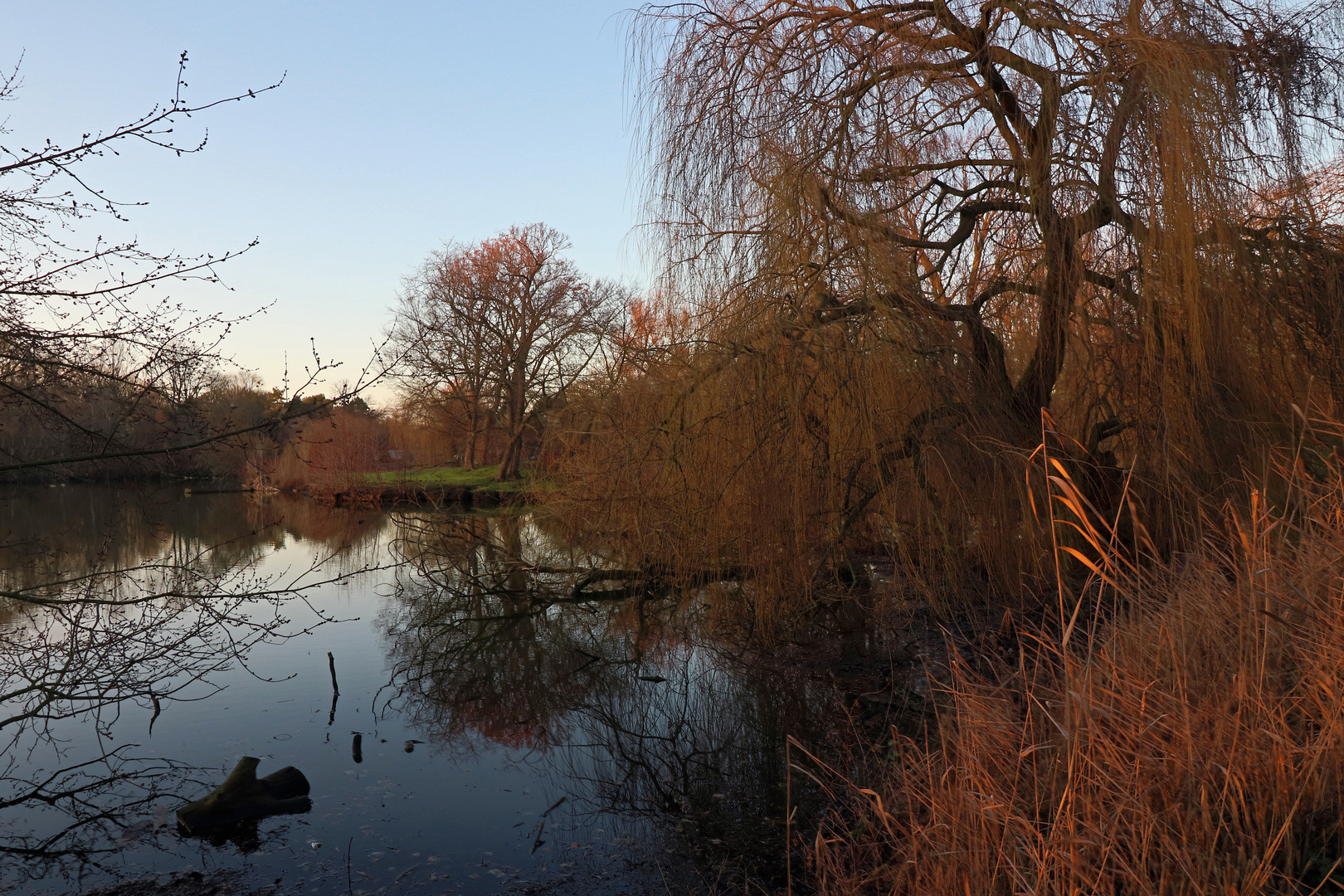 Schilf am Südteich