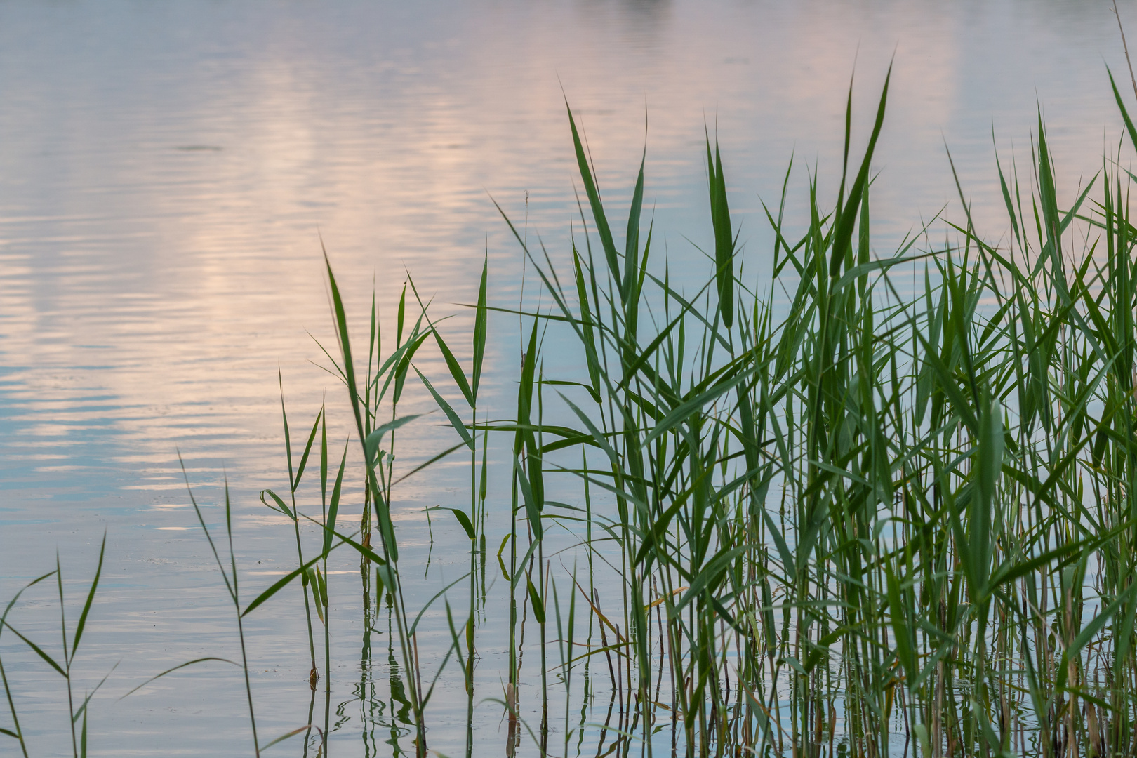 Schilf am Teich 1 Foto & Bild landschaft, bach, fluss & see, see