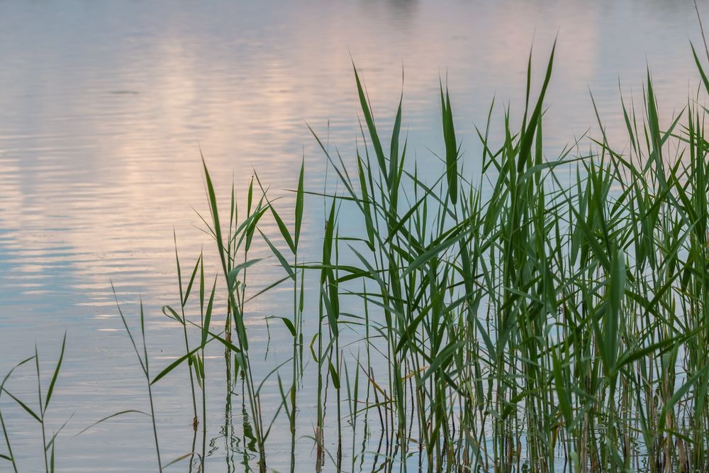 Schilf am Teich 1 Foto & Bild landschaft, bach, fluss & see, see
