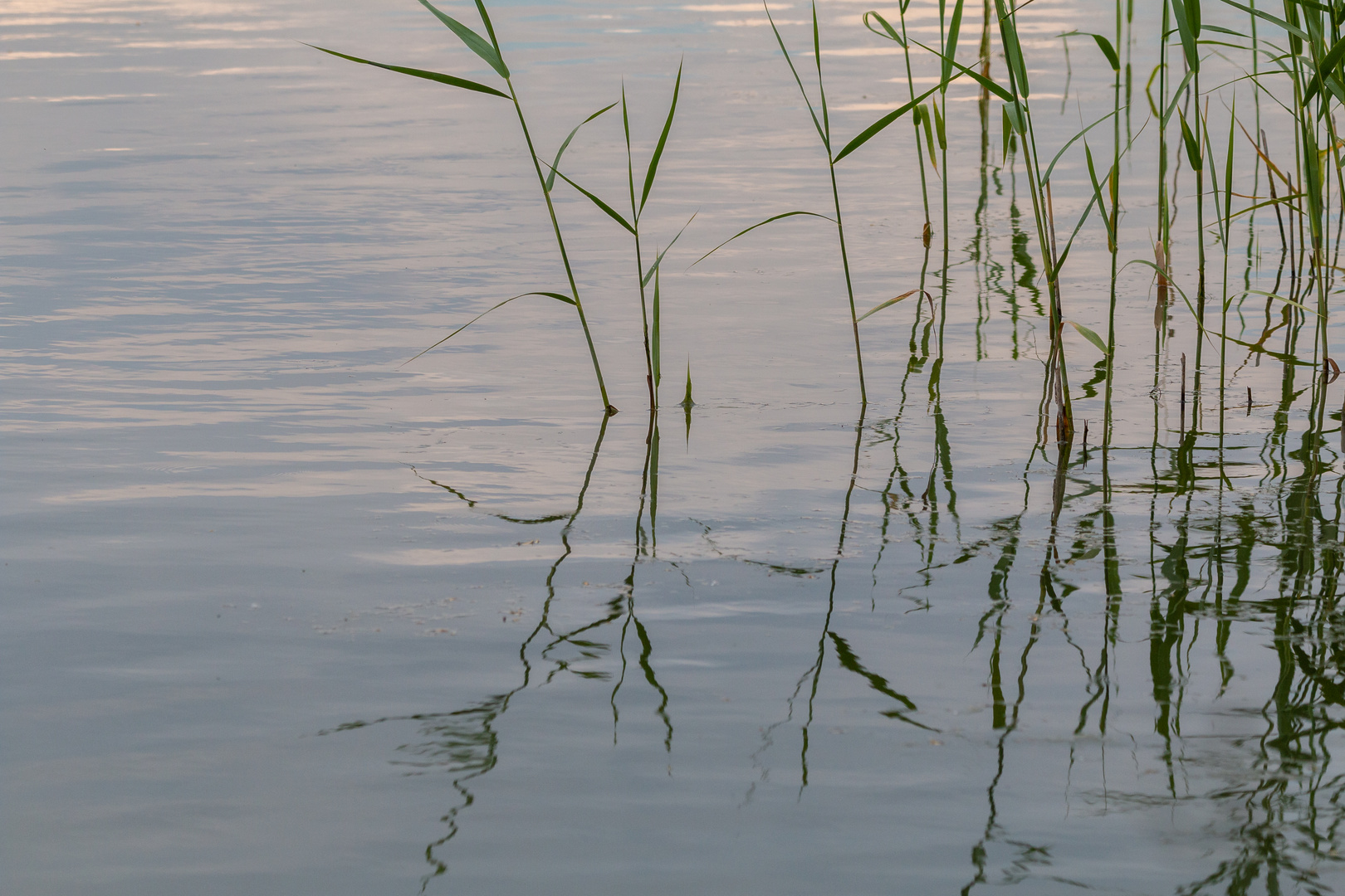 Schilf am Teich 2 Foto & Bild landschaft, bach, fluss & see, see