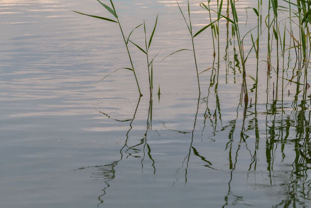 Schilf am Teich 2 Foto & Bild landschaft, bach, fluss & see, see