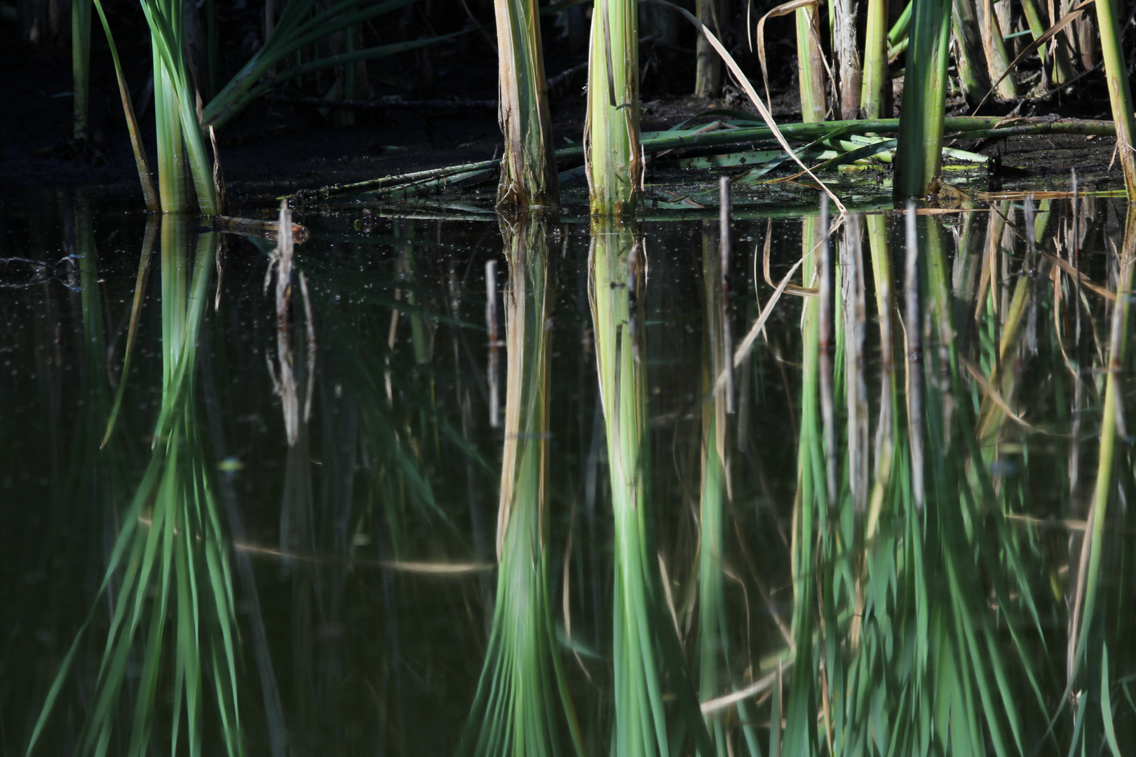 Schilf am Teich