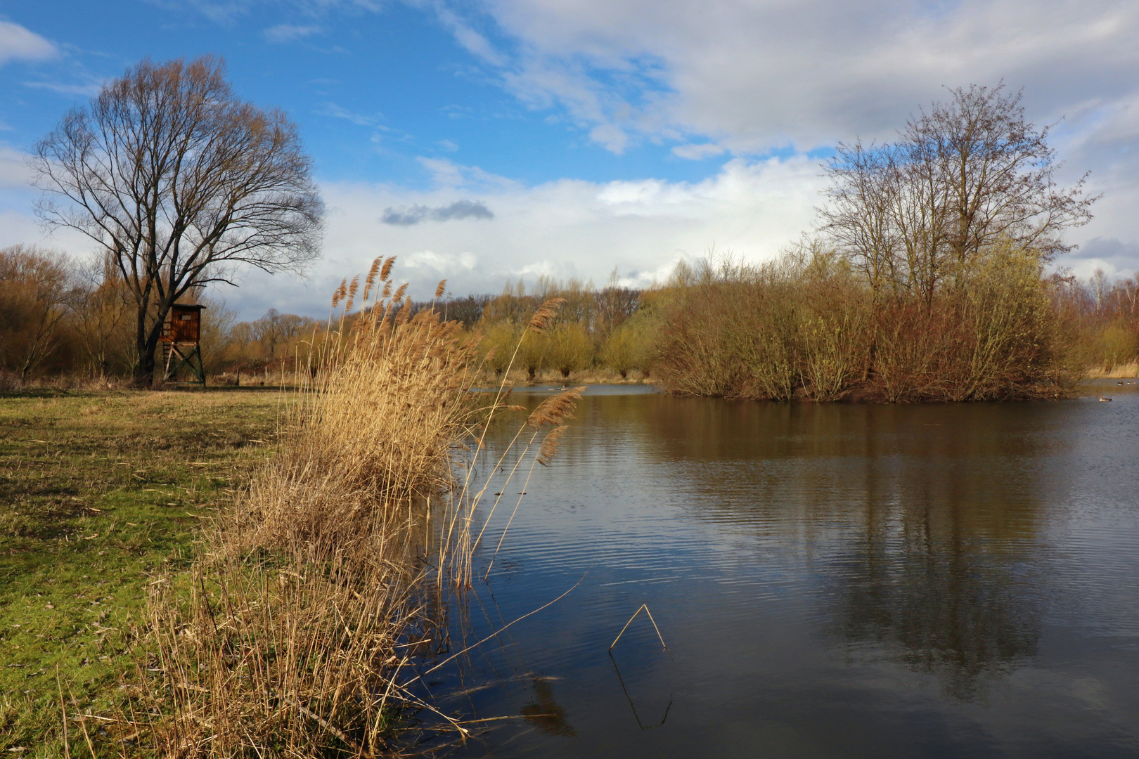 Schilf am Teichufer