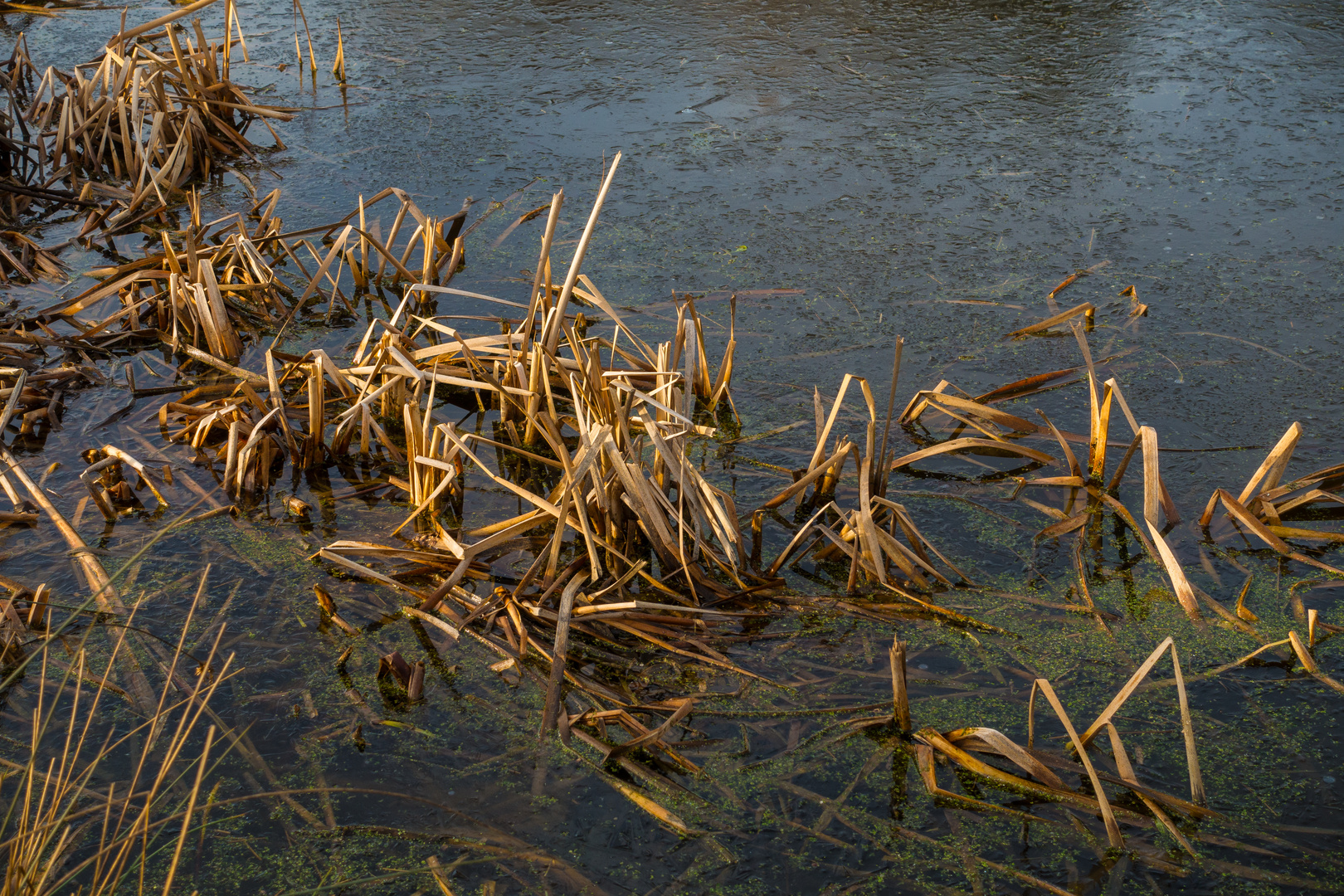 Schilf am Ufer