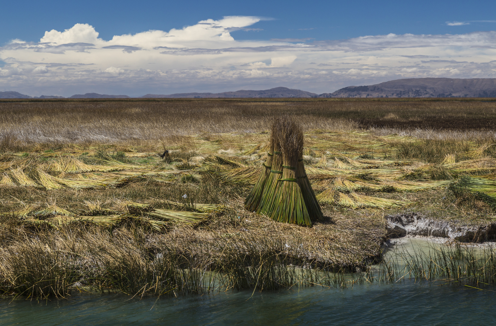 Schilf am Ufer des Titicacasees