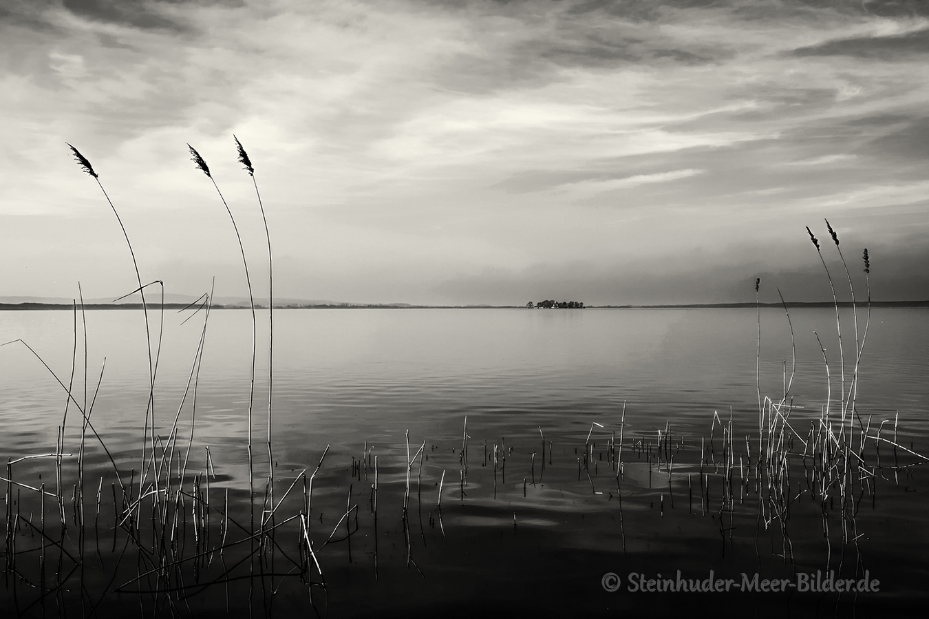 Schilf am Ufer in Steinhude mit Blick auf die Insel Wilhelmstein