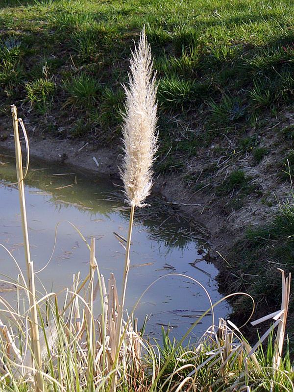 Schilf am Weiher