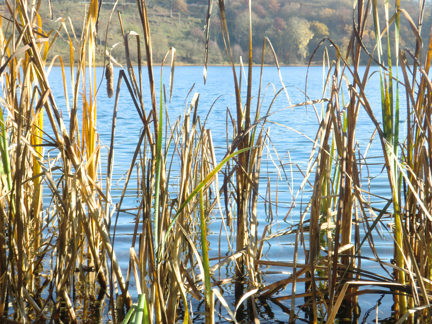 Schilf am Weinfelder Maar