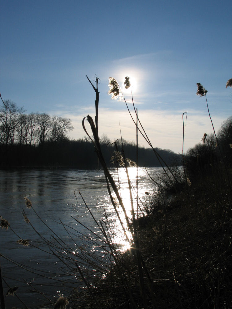 Schilf an der Donau