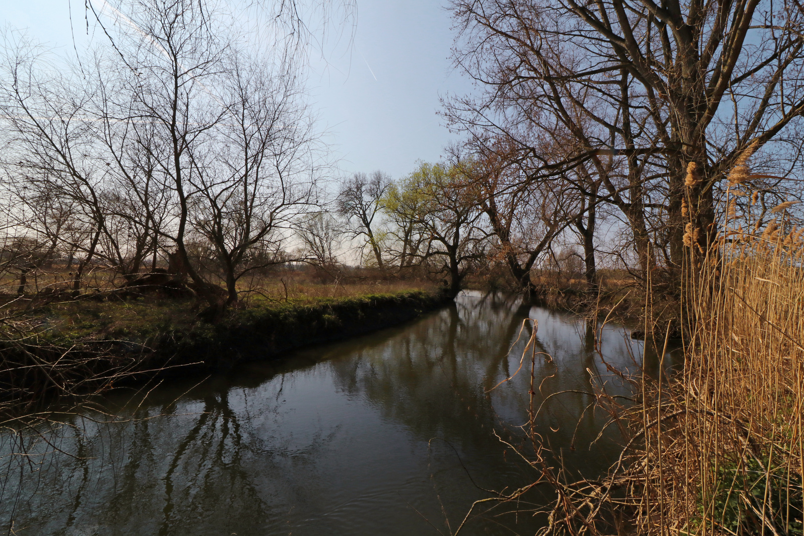 Schilf an der Flussbiegung