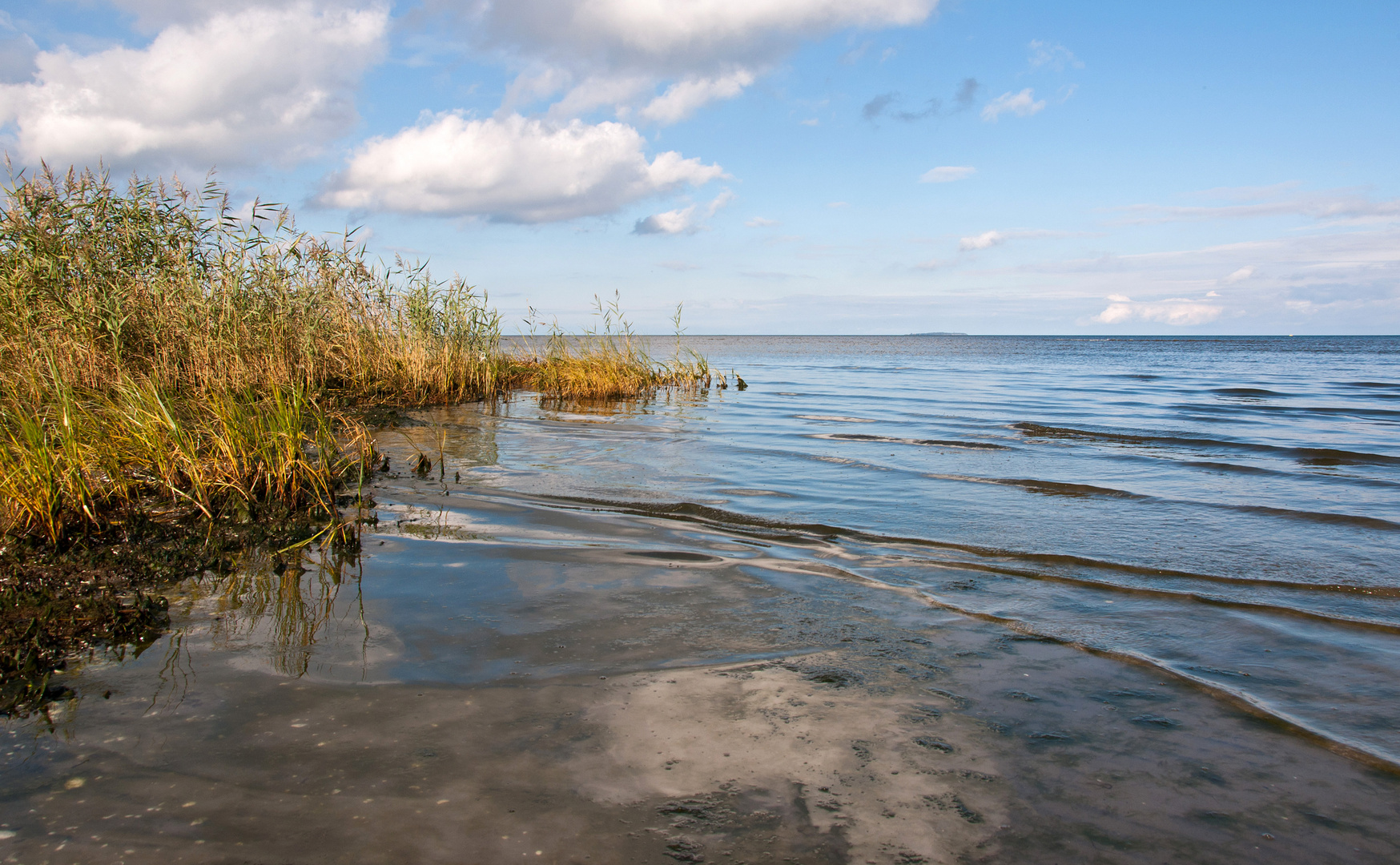 Schilf an der Ostsee