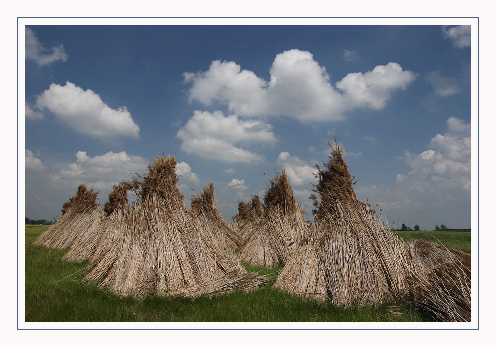 Schilf, Baumaterial aus der Natur