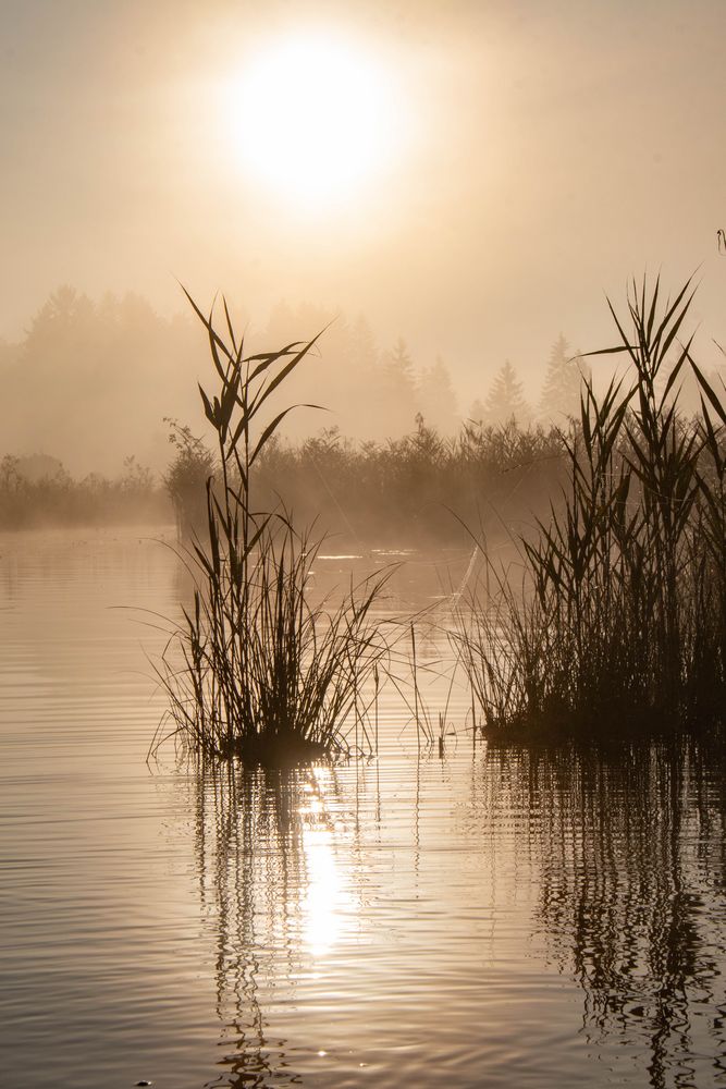 Schilf bei Sonnenaufgang