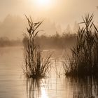 Schilf bei Sonnenaufgang