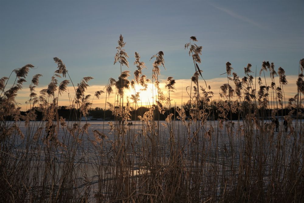 Schilf bei Sonnenuntergang