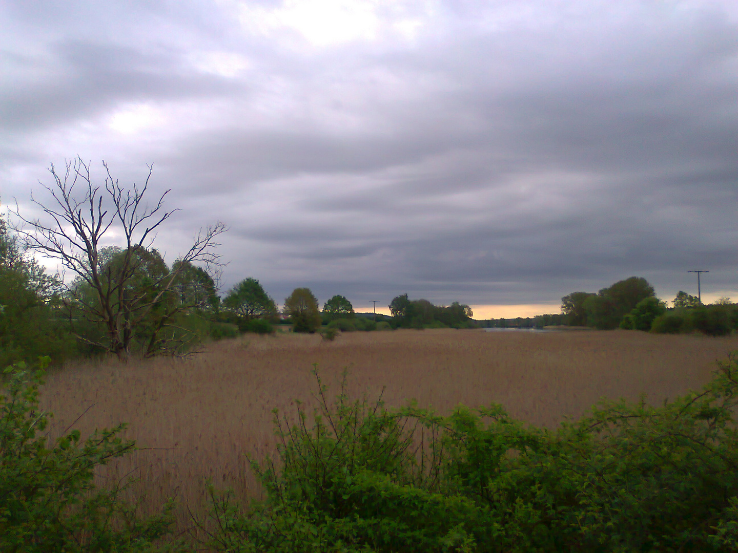 Schilf bis zum Beginn der Wasserfläche Walkweiher 10.05.2015