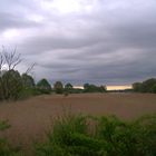 Schilf bis zum Beginn der Wasserfläche Walkweiher 10.05.2015