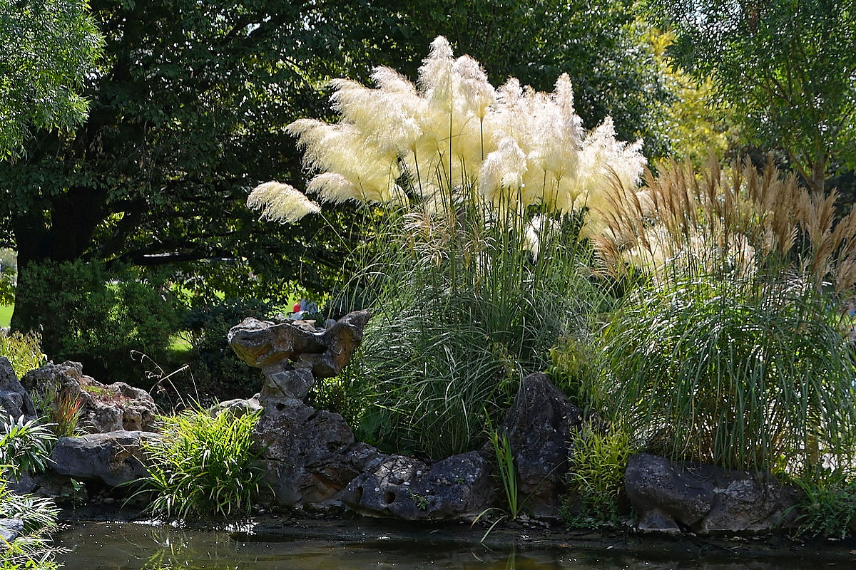 Schilf Foto & Bild pflanzen, pilze & flechten, gräser, schilf Bilder