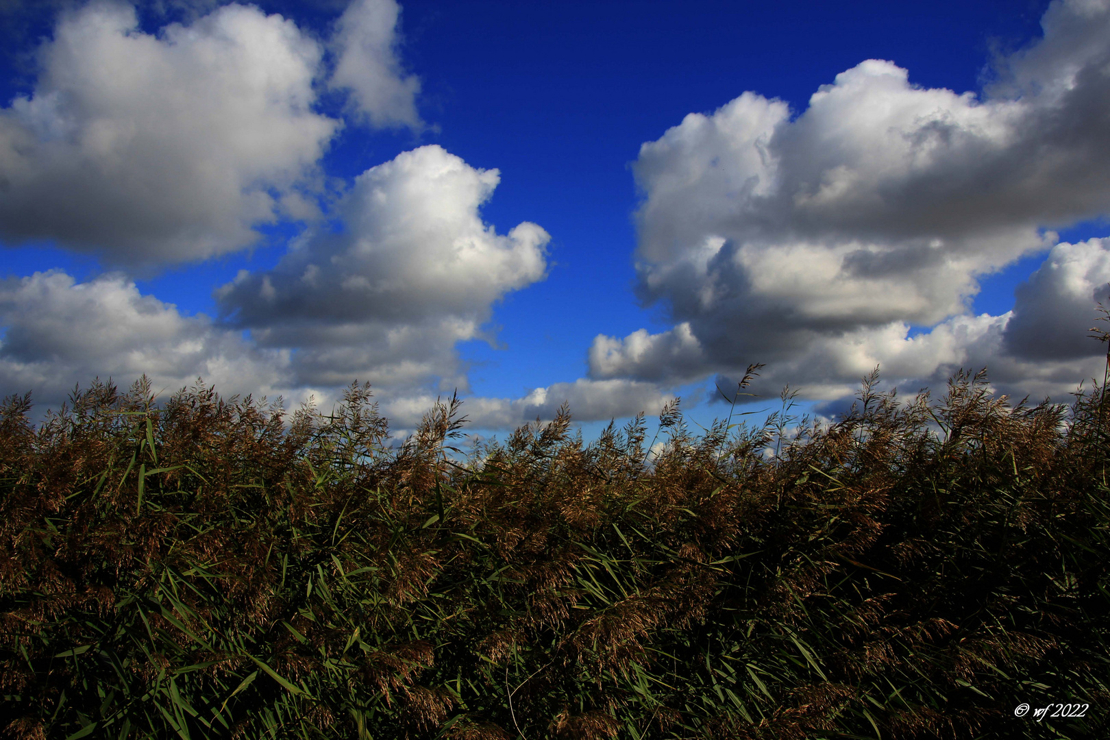 Schilf gegen Wolken