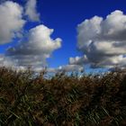 Schilf gegen Wolken