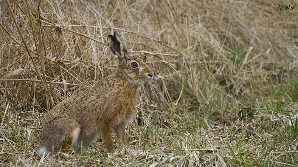 Schilf Hase