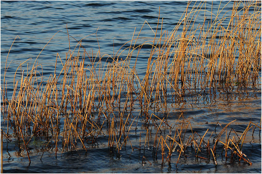 Schilf im Abendlicht