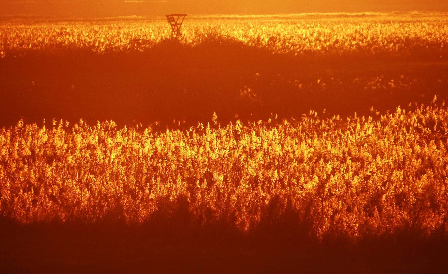 Schilf im Abendlicht