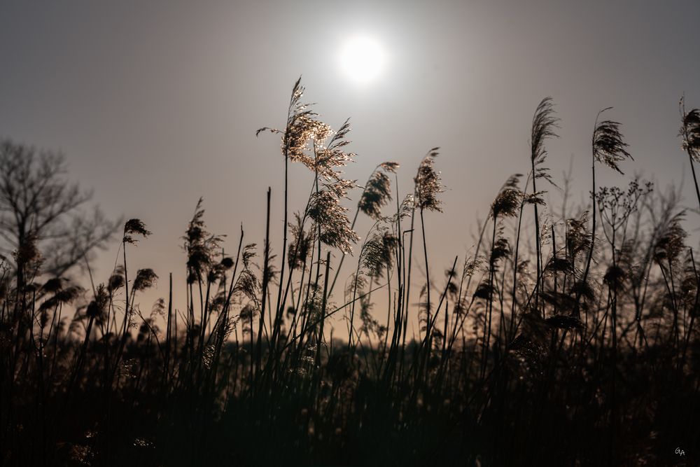 Schilf im Abendlicht