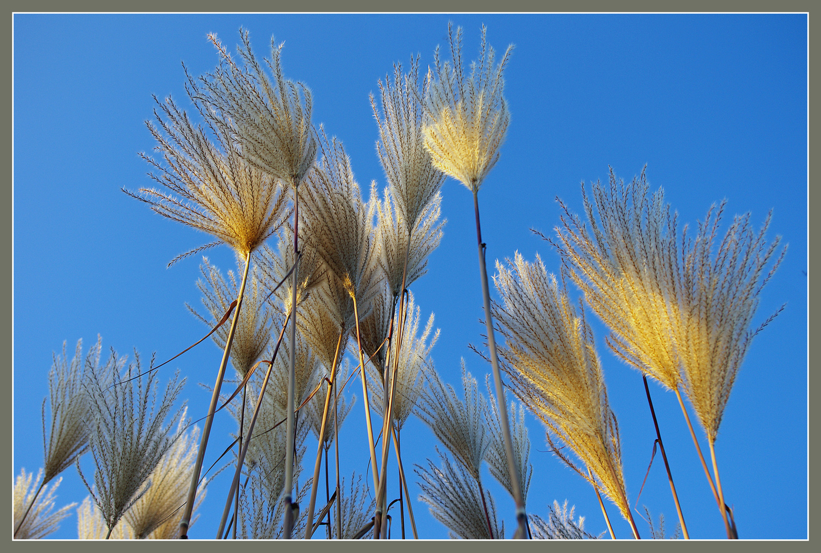 Schilf im Abendlicht