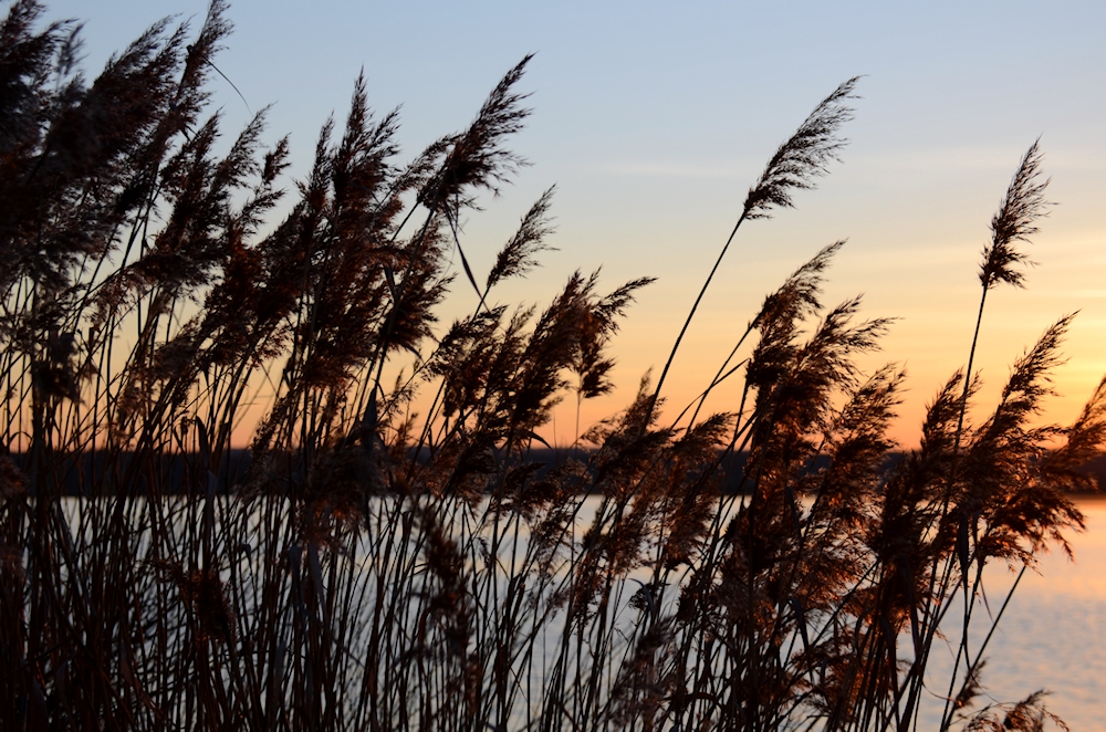 Schilf im Abendlicht