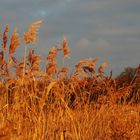 Schilf im Abendlicht