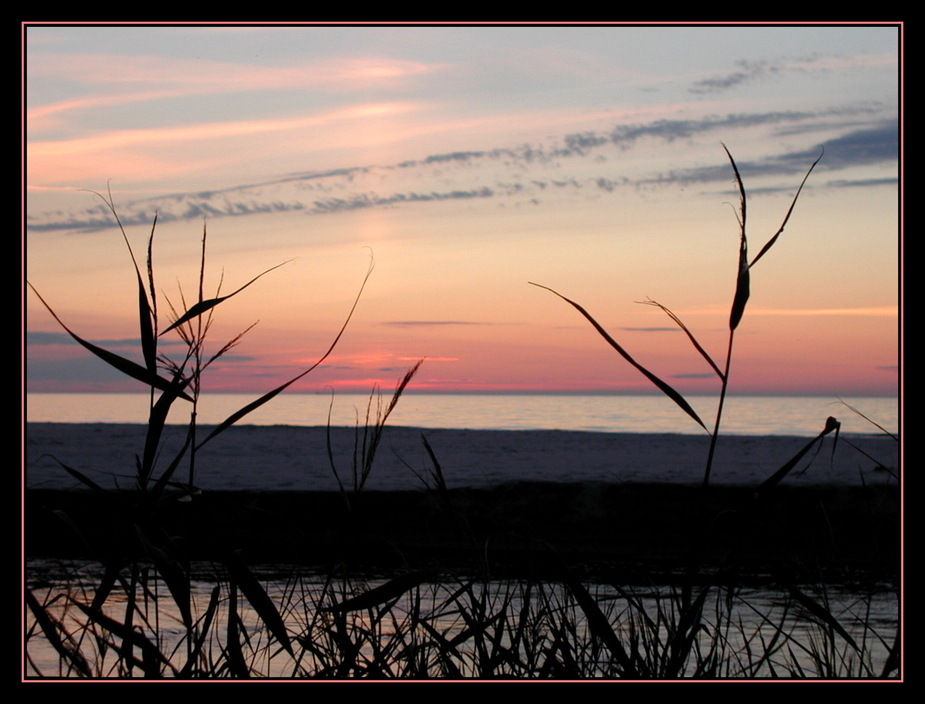 Schilf im Abendrot