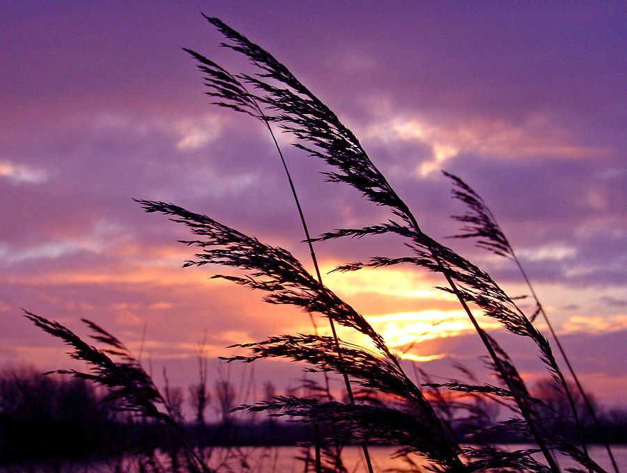 Schilf im Abendwind