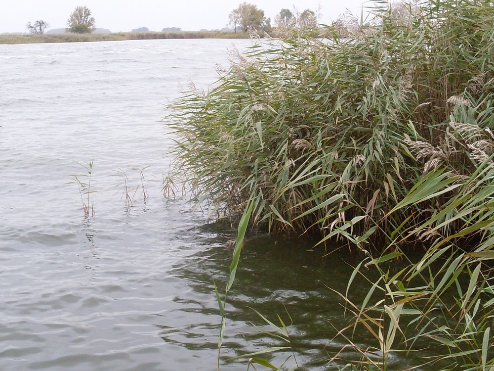 Schilf im Achterwasser