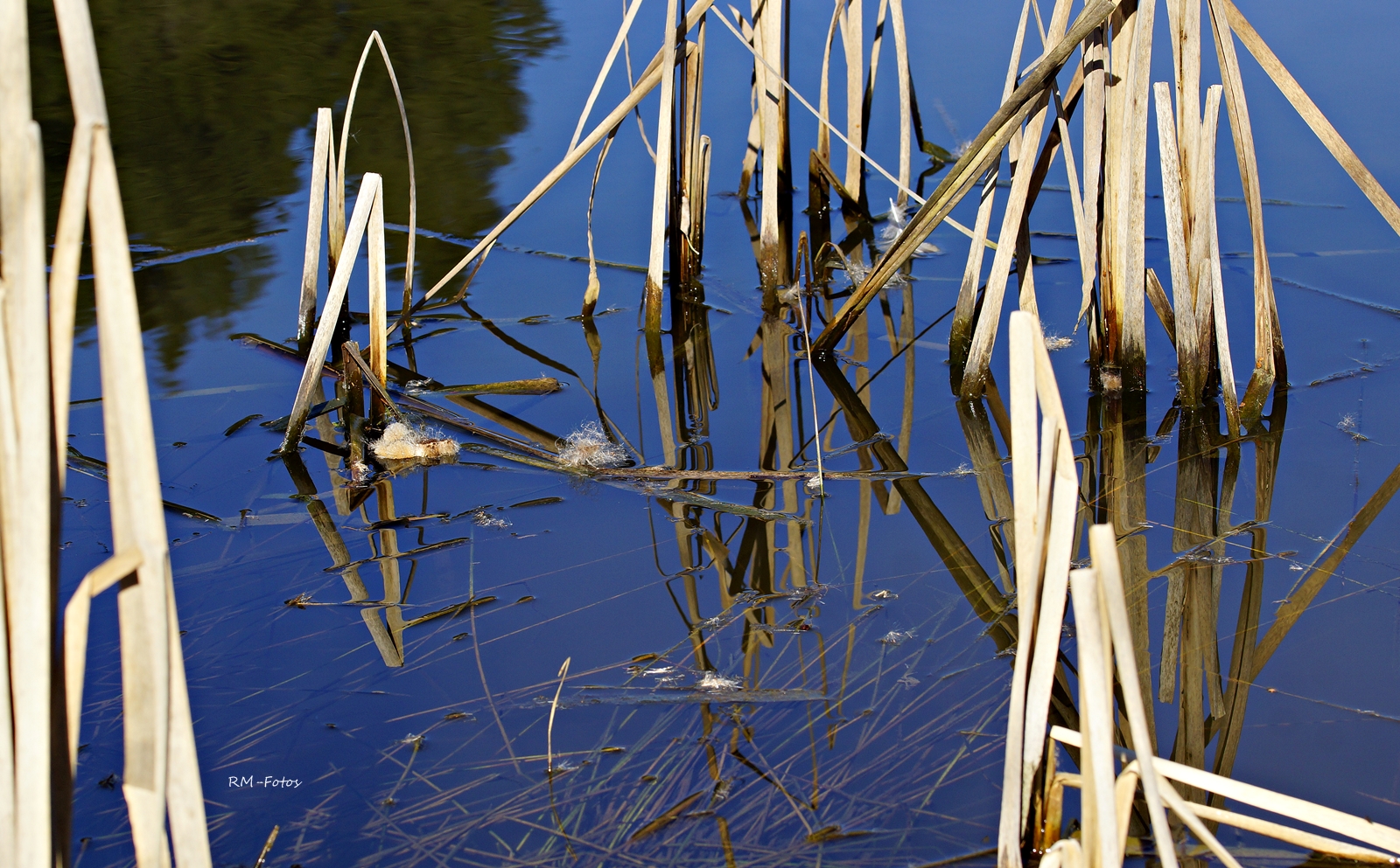 Schilf im Blau