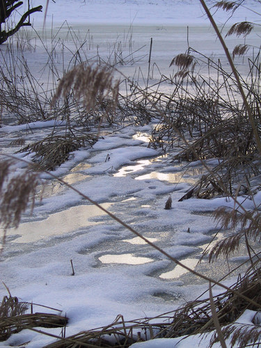 Schilf im Eis in der Abenddämmerung