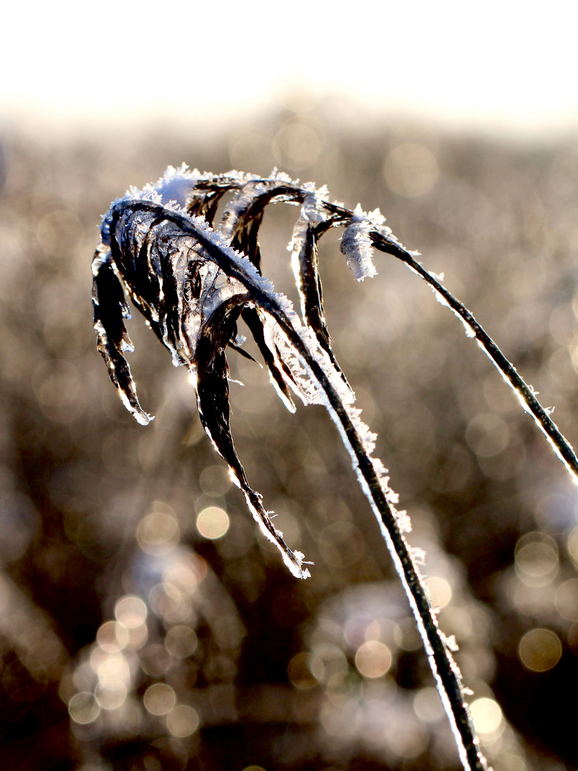 Schilf im Frost