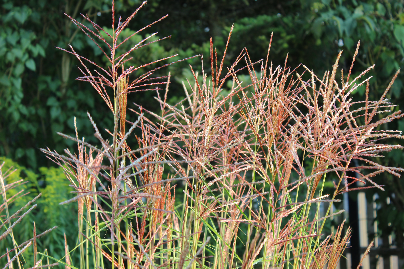 Schilf Im Garten Foto Bild Meine Bilder 01 Natur Bilder Auf