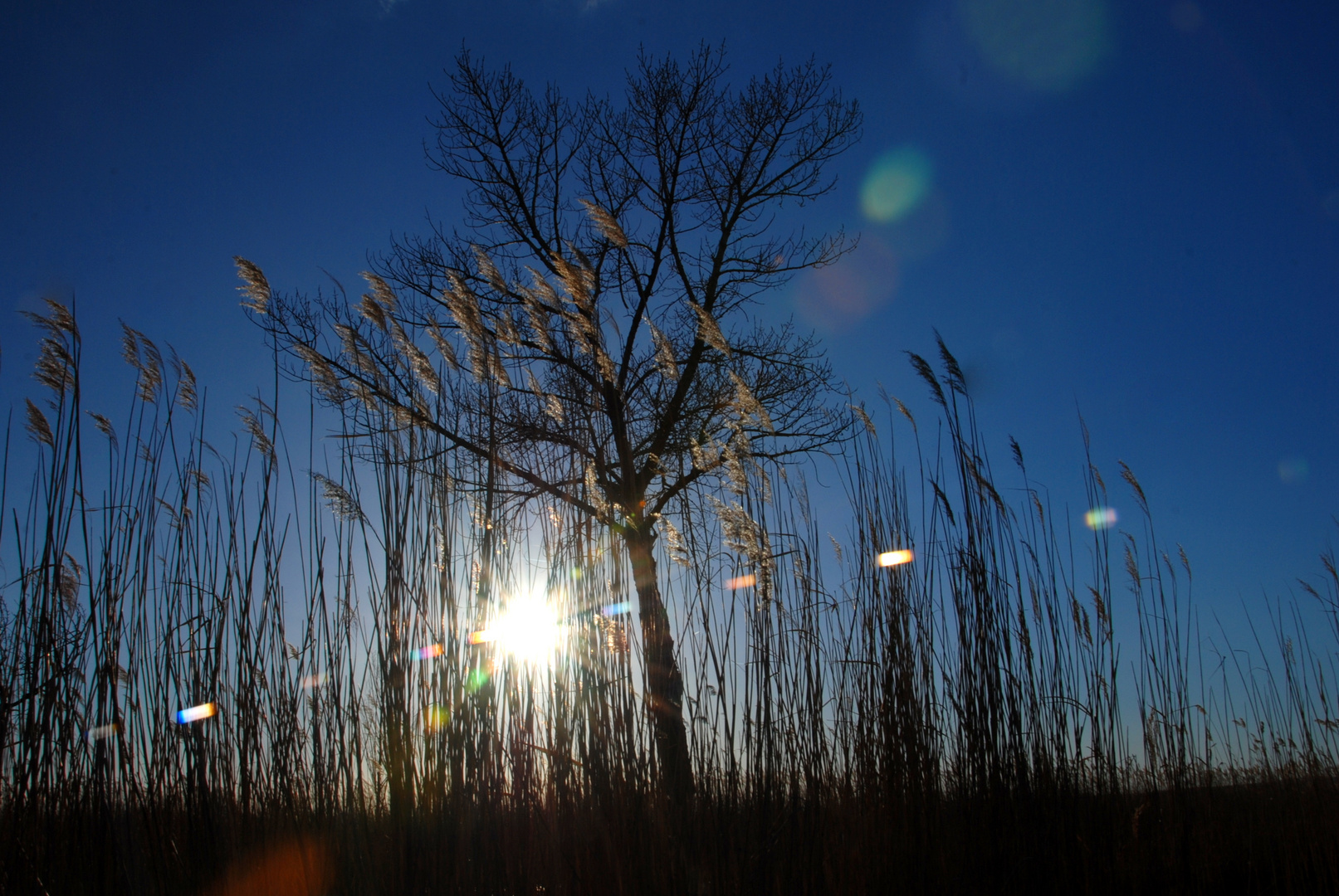 Schilf im Gegenlicht