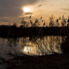 Schilf im Gegenlicht