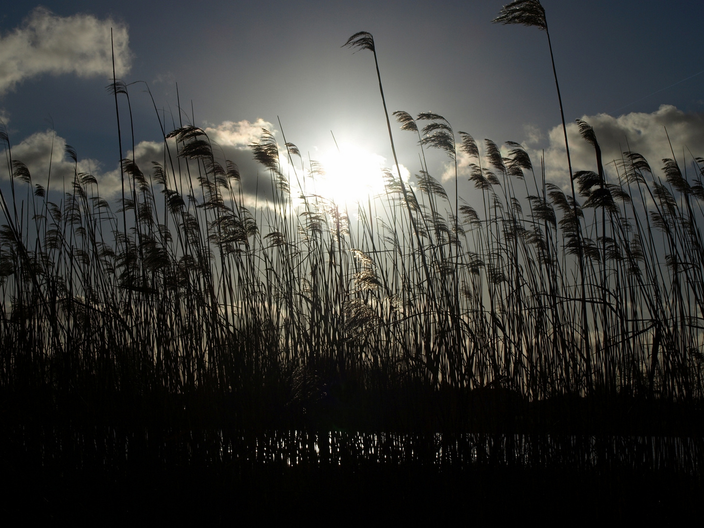 Schilf im Gegenlicht