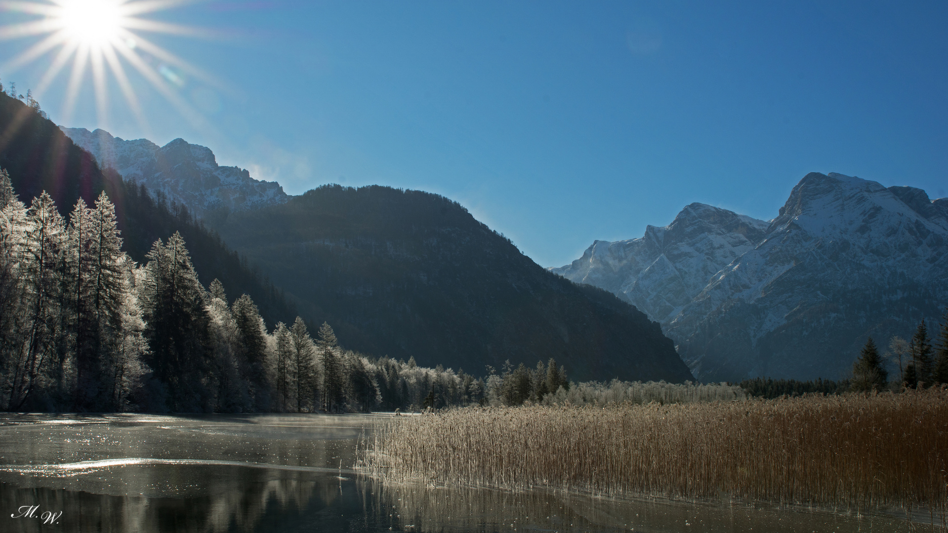 Schilf im Gegenlicht