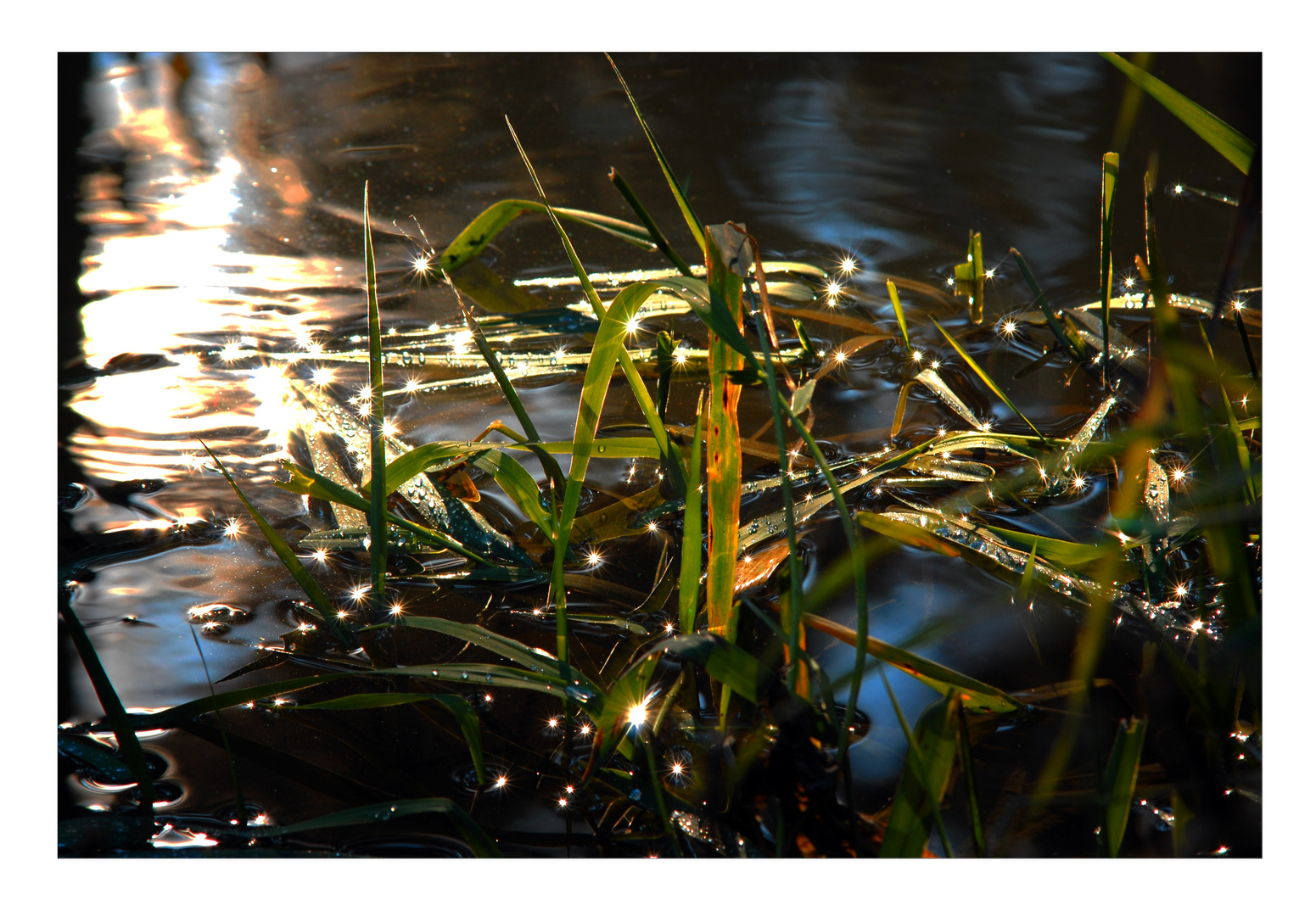 Schilf im Gegenlicht