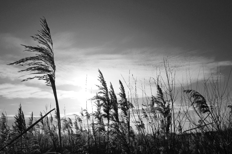 Schilf im Gegenlicht