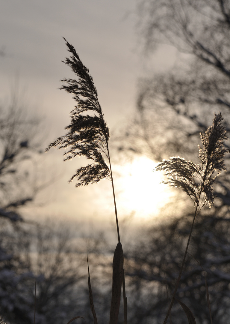 Schilf im Gegenlicht