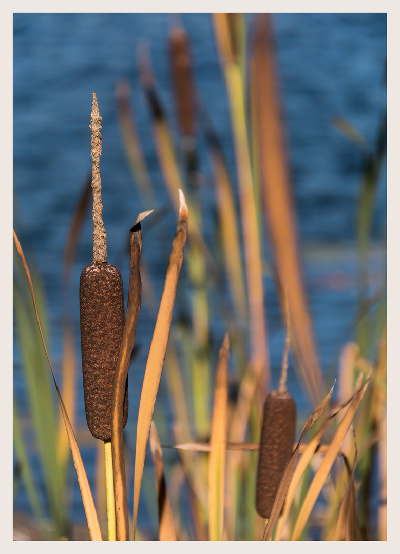 Schilf im Herbst