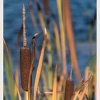 Schilf im Herbst