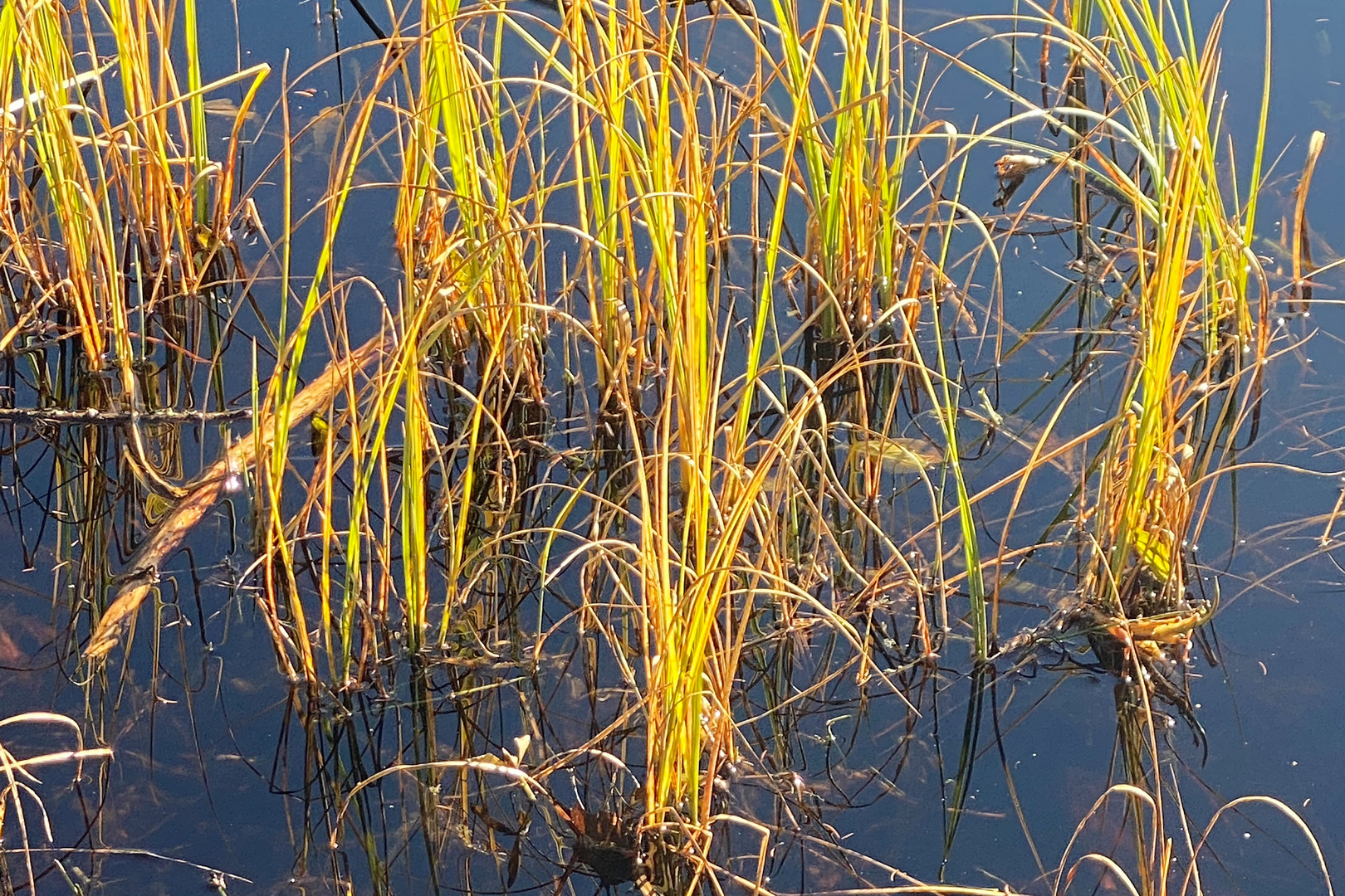 Schilf im Herbstkleid